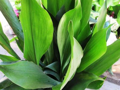 Dormir mejor es posible con esta planta: fácil de cuidar, pequeña y muy bonita