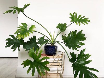 La planta hermosa y parecida a la Monstera que casi no tenés que cuidar y es perfecta para tu jardín o galería