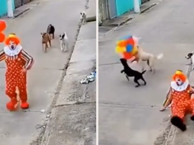 Captan a una manada de perros robándole sus globos a un payaso | VIDEO