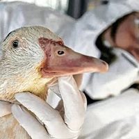 Influenza aviar: confirmaron el primer caso en la provincia de Neuquén