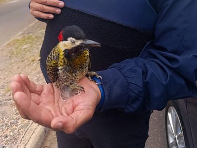 La Policía al servicio del pajarito