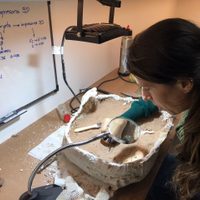 Encuentran restos fósiles de un nuevo dinosaurio en el campus universitario de Neuquén