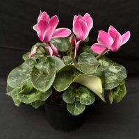 La planta favorita de abuelas y madres, que es la reina del invierno y vas a querer sí o sí en tu jardín