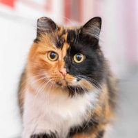 Rituales: cuáles son los gatos que atraen la buena suerte y la fortuna si los tenés como mascotas