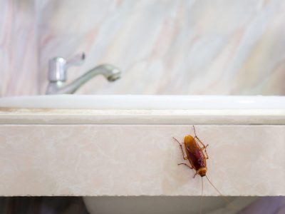 El verdadero motivo por el que jamás deberías pisar una cucaracha