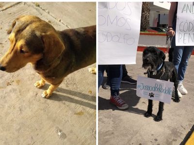 Exigen justicia por Rodolfo, perro asesinado a machetazos en Los Mochis