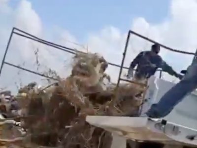 Funcionarios de “Bienestar animal” son captados arrojando cadáveres de perros y gatos (Video)