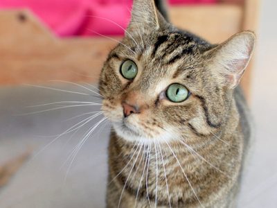 Las mascotas en peligro: Confirman el primer caso de un gato con coronavirus