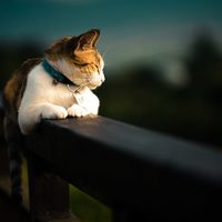 El lenguaje de los gatos: una IA ayuda a descifrar lo que quieren comunicar