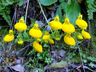 Llamativa y delicada, la topa topa es una de las plantas patagónicas que florecen en primavera