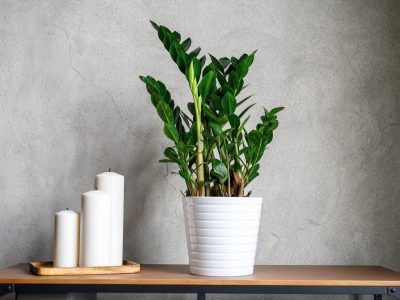La planta de moda que lo aguanta todo y los principiantes buscan con desesperación
