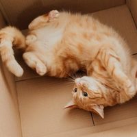No tires las cajas de cartón y utilizalas en este proyecto que tus gatos van a amar