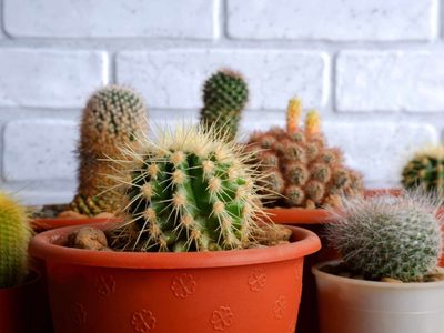 Cactus: cómo transplantarlos sin sufrir daños en las manos y de la forma más sencilla