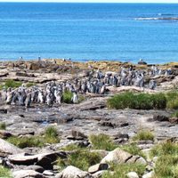 Islote de los Lobos, el nuevo parque nacional que avanza en la Patagonia