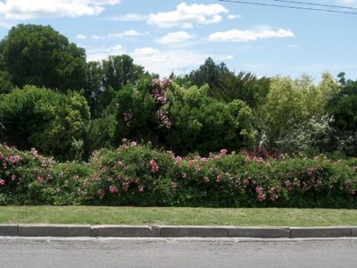 6 arbustos resistentes al frío y al sol que llenan de vida tu jardín y requieren pocos cuidados