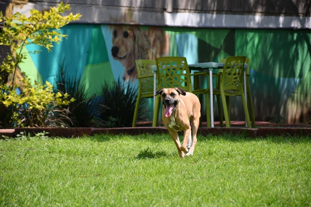 perro2