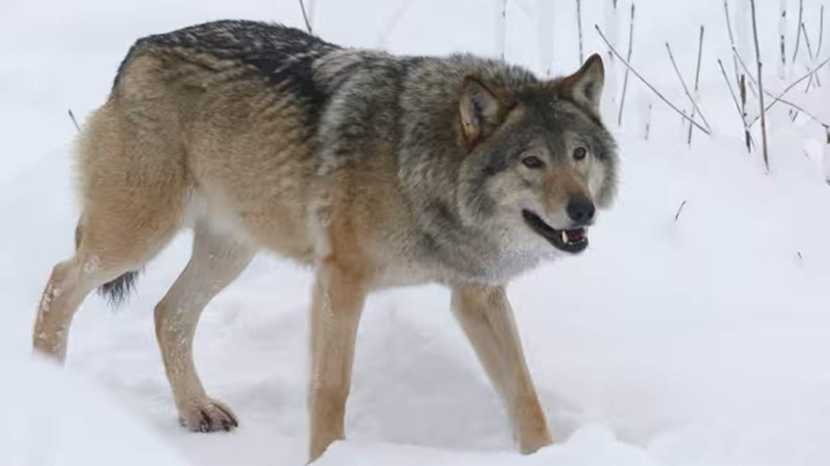Finlandia: permiten volver a cazar lobos