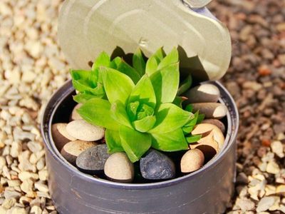 No tires las latas de atún: creá esta maceta con el toque coqueto que necesita tu jardín