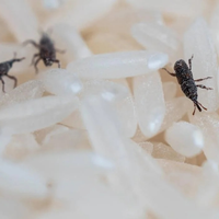 El trucazo para desinfectar todo si encuentras gorgojos en tu alacena y que no se convierta en una invasión de insectos
