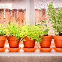 Tomá nota: 3 plantas aromáticas que ocupan poco lugar y podés cultivar perfectamente en invierno