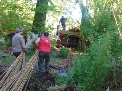 Investigación propia en San Martín de los Andes: un trabajador encontró las cañas de colihue robadas
