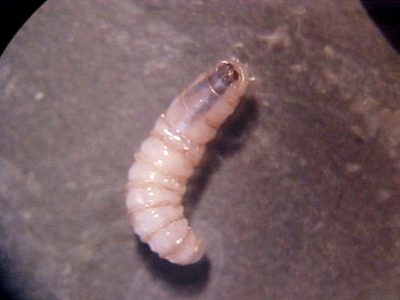 México reporta un caso en humano de enfermedad parasitaria por gusano barrenador