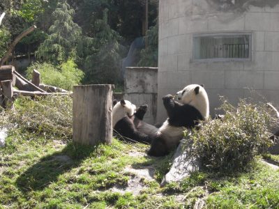 Murió el panda gigante que China le regaló a Taiwán