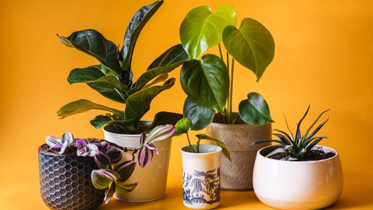 Plantas. Fuente: (Instagram)