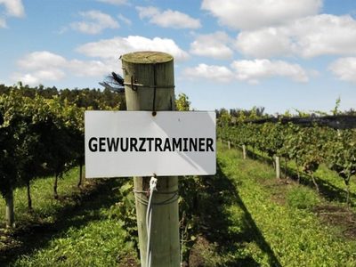 Gewürztraminer, la cepa de zonas frías que llegó al Mediterráneo