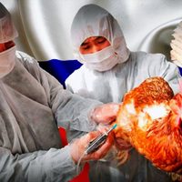 Reportan en Rusia los primeros casos de gripe aviar en humanos