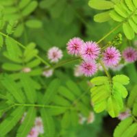 La planta misteriosa que se mueve si la tocás: cuáles son sus cuidados