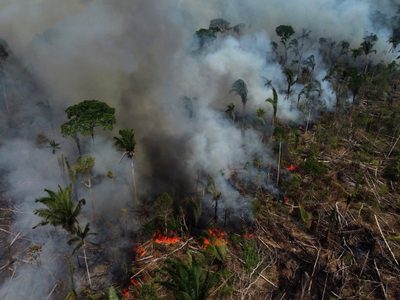 Los gobiernos se reúnen para hablar sobre la Amazonía. ¿Por qué es tan importante protegerla?