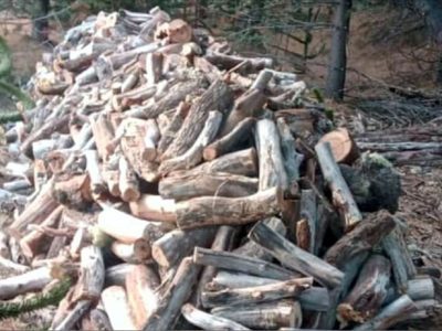 El municipio de Villa Pehuenia-Moquehue dejará de utilizar leña nativa