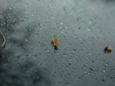 Clima en Neuquén: lluvia, chaparrones y descenso de temperatura para el domingo