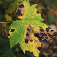 Por qué mis plantas tienen manchas negras y cómo erradicarlas