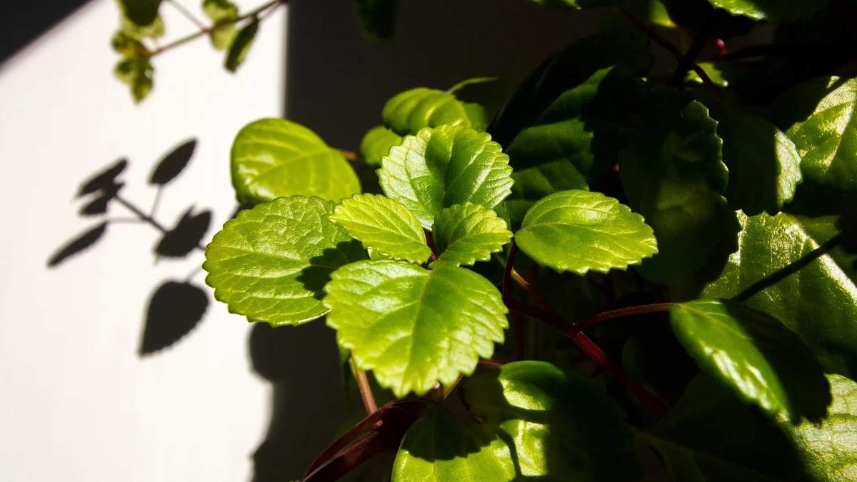 Planta del dinero. Fuente: (Instagram)