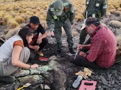 Hallaron restos fósiles de un reptil marino prehistórico en el paraje Mulichinco de Loncopué