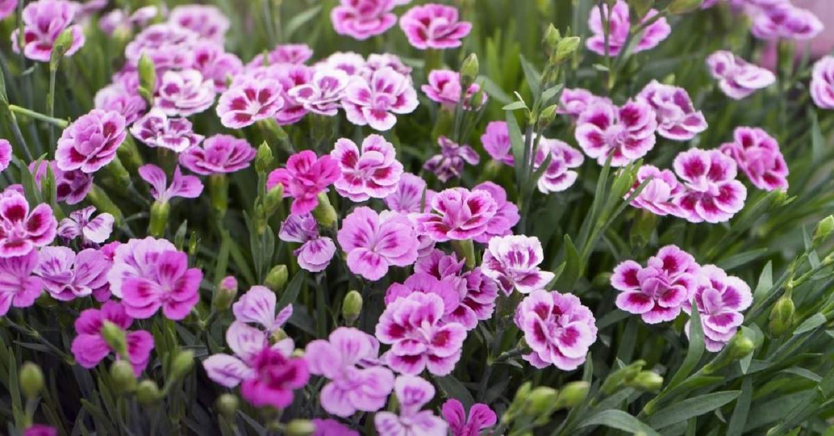Plantas. Fuente: (Verdecora)