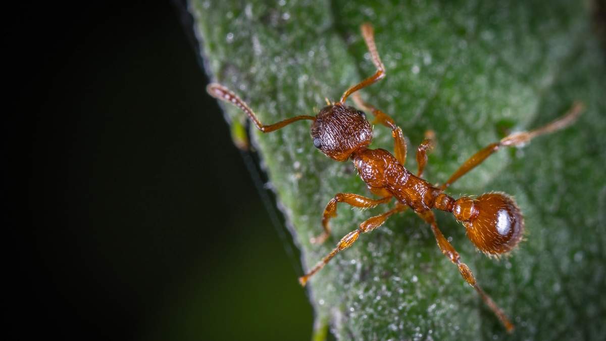 El papel ecológico de las hormigas, de relevancia para la biodiversidad