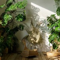 Las plantas de interior que casi no necesitan cuidados y quedan perfectas en los muebles altos