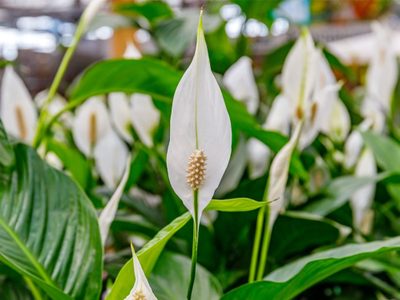 El secreto de los jardineros: cómo hacer que tu lirio de la paz o spathiphyllum se llene de flores