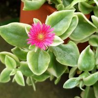 La planta que pocos conocen y es perfecta para reemplazar el césped si probaste de todo en tu jardín