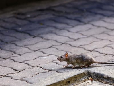 ¿Cúal es el estado actual de las personas aisladas en Neuquén por contacto con hantavirus?