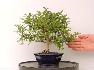 La planta que tenés que poner en tu habitación para evitar los ronquidos y dormir toda la noche plácidamente