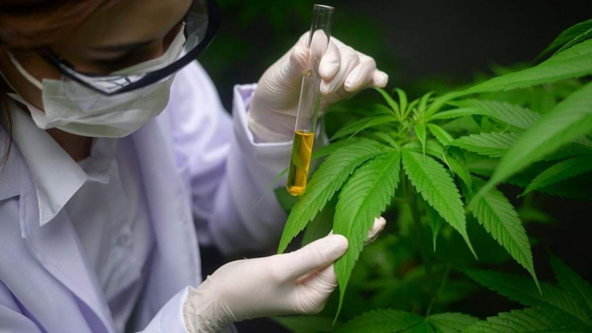Las Heras habilitó el cultivo de cannabis medicinal e industrial
