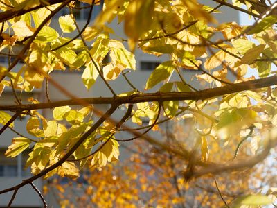 Clima en Neuquén: lunes con cielo despejado y temperaturas en ascenso tras el ingreso de aire frío