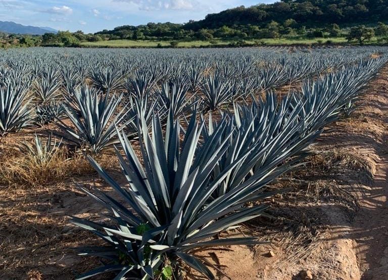 05_Agave