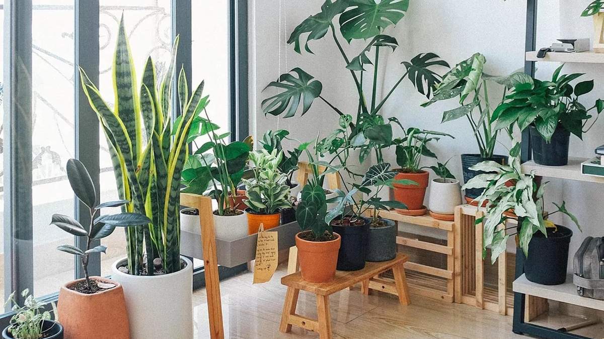 Plantas. Fuente: (X)