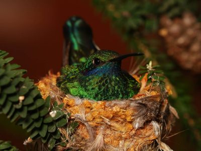 Cuál es el verdadero significado de que un colibrí entre a tu hogar