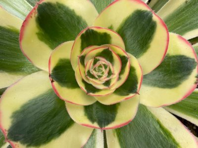 Suculentas: secretos para cuidar a la Aeonium Poseidon, la crasa gigante multicolor